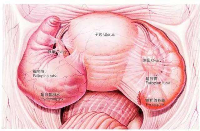 输卵管堵塞原因是什么